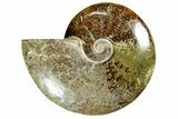 Polished Ammonite (Cleoniceras) Fossil - Madagascar #372952-1